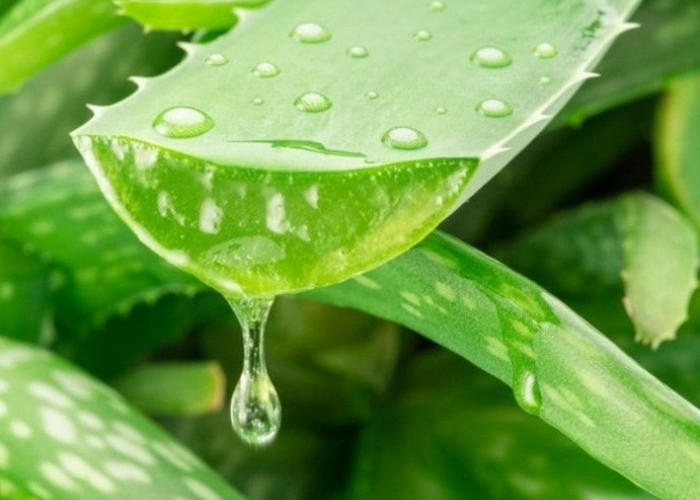 Bisa Jadi Produk Perawatan, Cek Manfaat Lain Lidah Buaya untuk Kesehatan di Sini