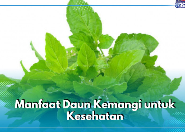 Sering Jadi Lalapan, Ini 6 Manfaat Daun Kemangi untuk Kesehatan