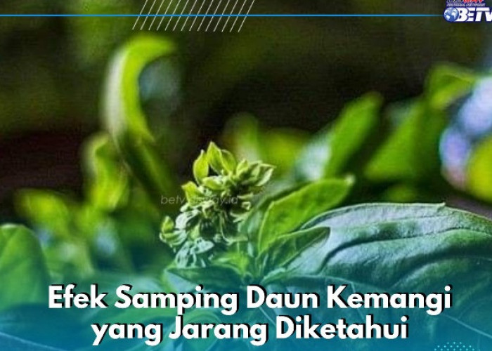 Cek di Sini! Efek Samping Daun Kemangi yang Jarang Diketahui, Bisa Sebabkan Gangguan Pembekuan Darah