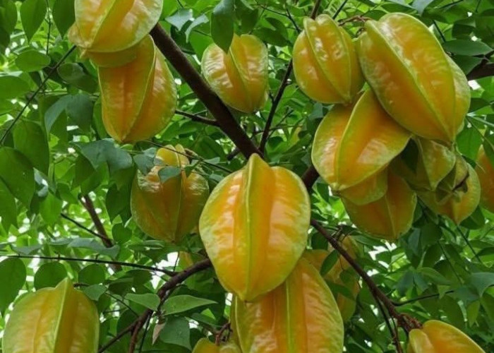 Cek Manfaat Buah Belimbing untuk Kesehatan, Kaya Nutrisi Memenuhi Kebutuhan Vitamin C
