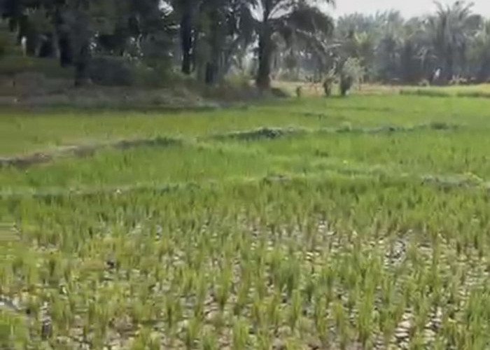Kekeringan Parah, 50 Hektare Sawah di Air Latak Seluma Terancam Gagal Panen