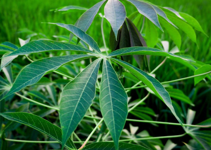 Wow, Ini Ragam Manfaat Tersembunyi Daun Singkong untuk Kecantikan Kulit 