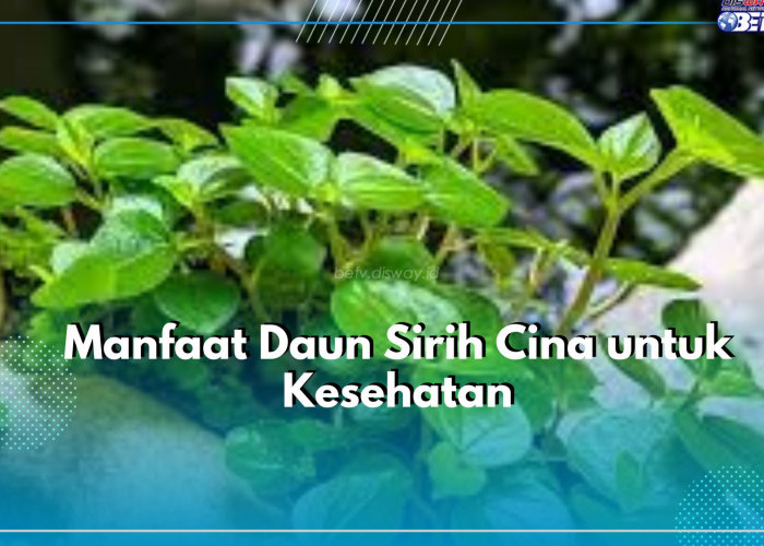 Ada 6 Manfaat yang Ditawarkan Daun Sirih Cina untuk Kesehatan, Salah Satunya Ampuh Turunkan Demam dengan Cepat