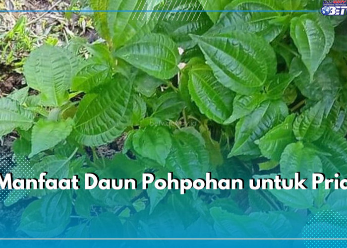 Daun Pohpohan Bisa Jaga Kesehatan Prostat Pria, Cek 5 Manfaat Lainnya di Sini!