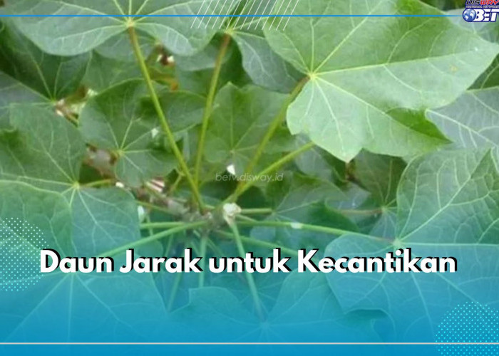 Rahasia Kulit Sehat, Pakai Daun Jarak! Ini Manfaatnya untuk Kecantikan