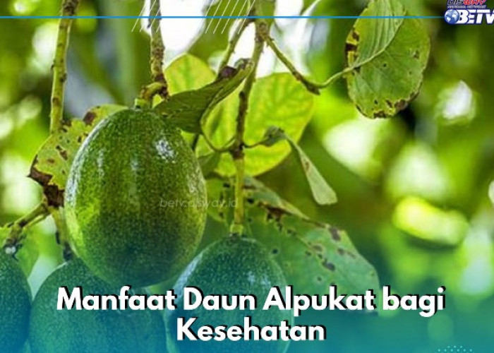 Manfaat Daun Alpukat bagi Kesehatan Tubuh, Ampuh Mengatasi Batuk, Cek Lengkapnya di Sini