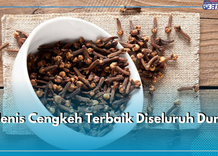 Ini Dia 5 Jenis Cengkeh Terbaik Diseluruh Dunia, Salah Satunya dari Maluku Indonesia