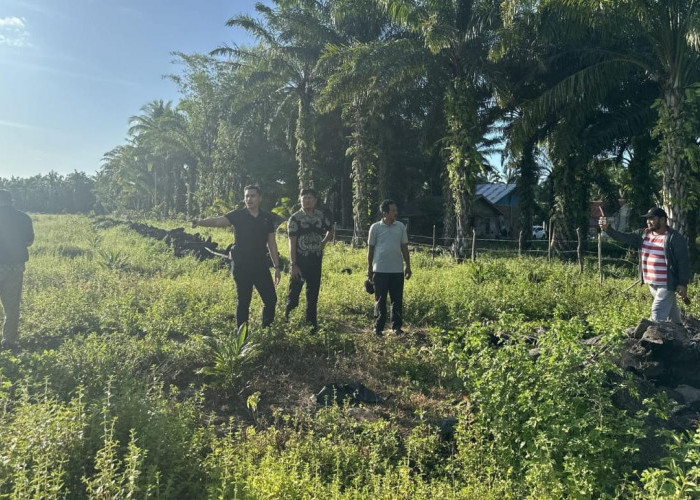 Program Ketahanan Pangan, Dinas Pertanian Gandeng Polres Seluma Manfaatkan Lahan Eks Replanting Sawit