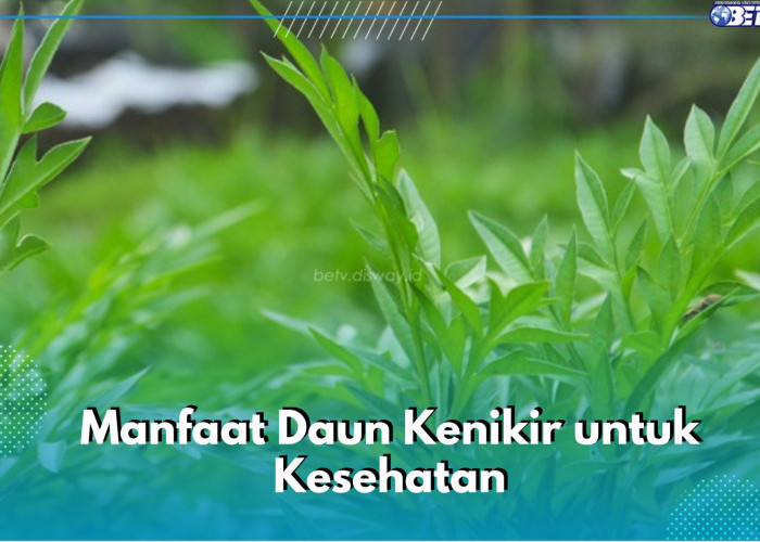 Kaya Nutrisi, Ini 7 Manfaat Daun Kenikir untuk Kesehatan, Ampuh Kontrol Tekanan Darah