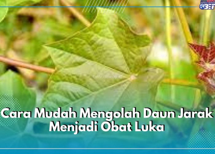 Cara Mudah Mengolah Daun Jarak Menjadi Obat Luka, Pastikan Langkah-langkannya Benar