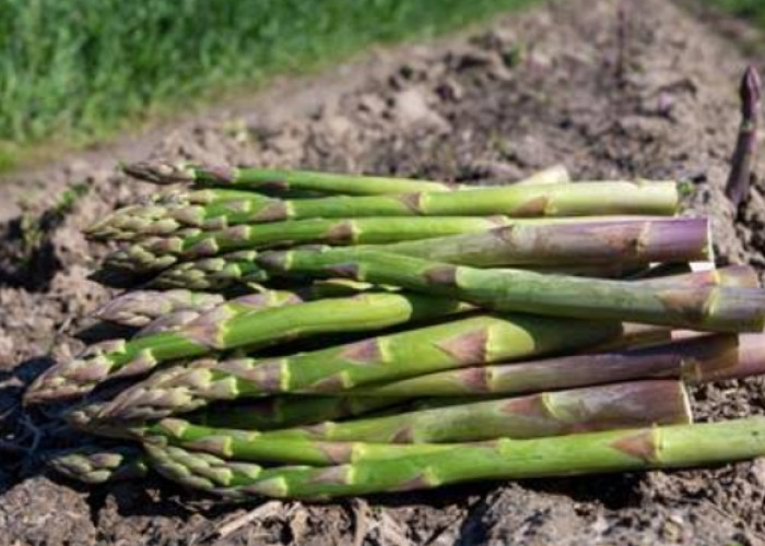 Ini Ragam Efek Samping Konsumsi Asparagus Secara Berlebihan, Bisa Alergi hingga Mulut Kering