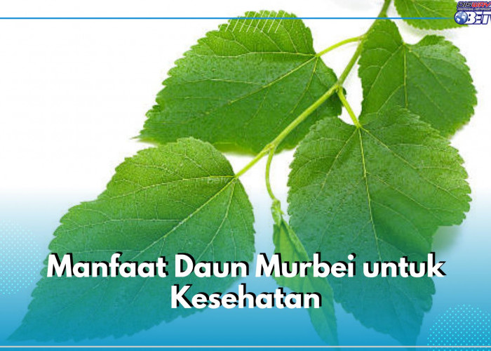 Kaya Nutrisi, Ini 6 Manfaat Daun Murbei untuk Kesehatan, Bisa Bantu Tingkatkan Kesehatan Jantung