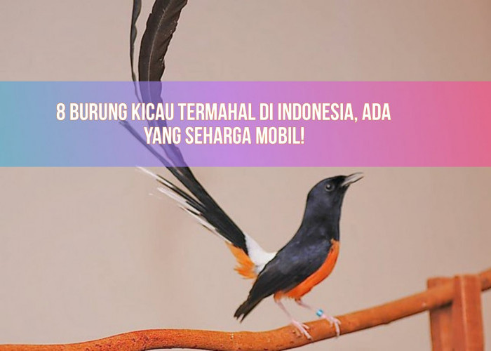 Deretan Burung Kicau Termahal di Indonesia, Ada yang Harganya Capai Rp800 Juta! 