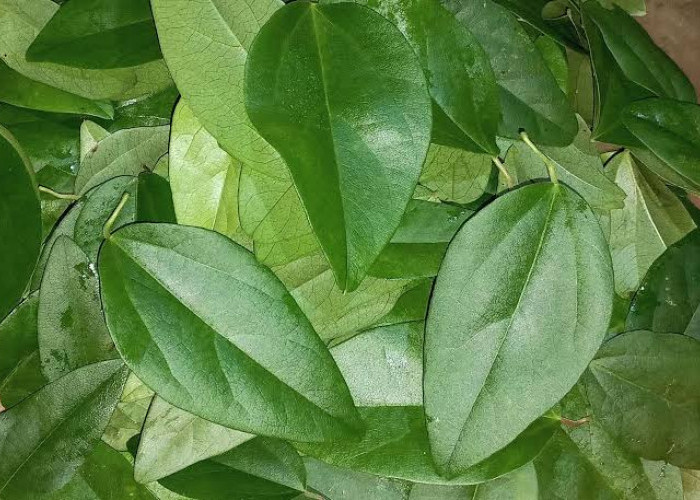 Cek 7 Manfaat Daun Cincau Hijau untuk Kesehatan Secara Keseluruhan, dari Ujung Rambut hingga Kaki