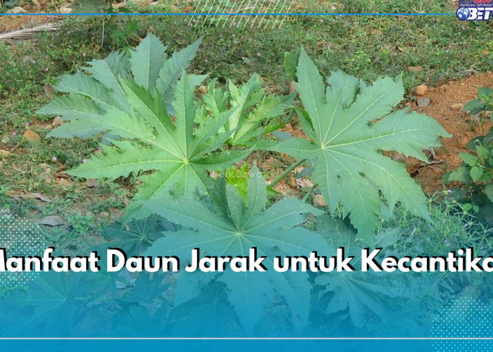 6 Manfaat Daun Jarak bagi Kecantikan, Ampuh Atasi Masalah Kulit Wajah hingga Rambut, Cek di Sini!