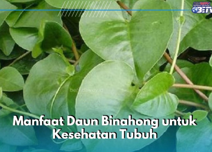 Cek Manfaat Daun Binahong Sekarang, Dipercaya Dapat Mencegah Diabetes, Cek di Sini