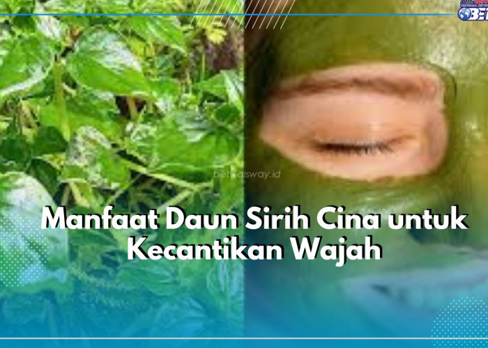 Ketahui Manfaat Luar Biasa yang Tersimpan Dalam Daun Sirih Cina untuk Kecantikan Wajah, Cek Disini!!