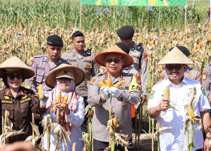 Polda Bengkulu Panen Raya, Hasilkan 30 Ton Jagung dari Lahan 15 Hektar