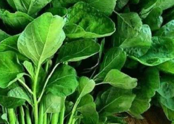 Ini 5 Efek Samping Konsumsi Bayam Berlebihan, Picu Asam Urat Kambuh