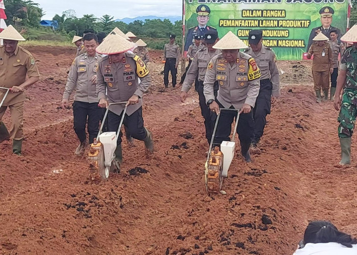 Dukung Program Presiden Prabowo, Lahan Seluas 5,2 Hektar di Bengkulu Tengah Ditanami Jagung