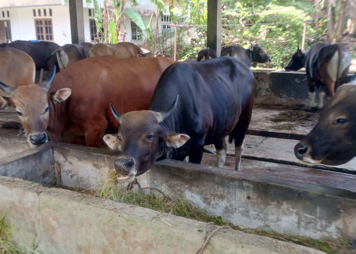 Pesanan Sapi di Bengkulu Melonjak, Harga Naik Rp1 Juta Jelang Iduladha 2026