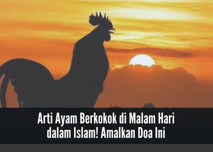 Menarik! Ini Arti Ayam Berkokok di Malam Hari dalam Islam, Jangan Lupa Amalkan Doa Berikut