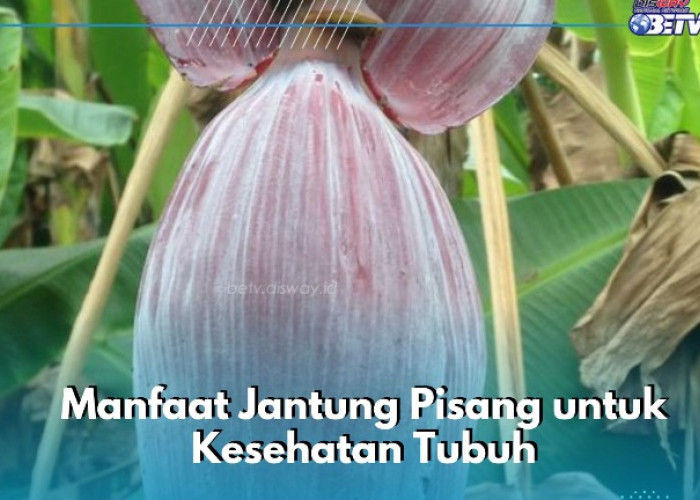Makin Sehat, Cek Manfaat Lain Jantung Pisang di Sini! Salah Satunya Mencegah Pengeroposan Tulang