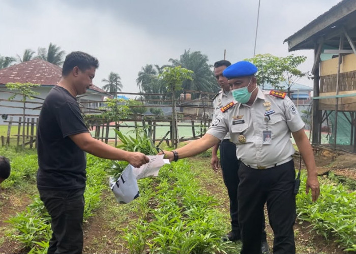 Panen Perdana Program Ketahanan Pangan Rutan Manna, Hasil Pertanian Capai 40 Kilogram
