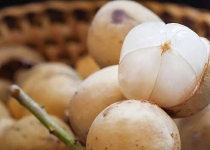 Buah Musiman Segudang Nutrisi, Cek Disini Manfaat Duku untuk Kesehatan Tubuh 