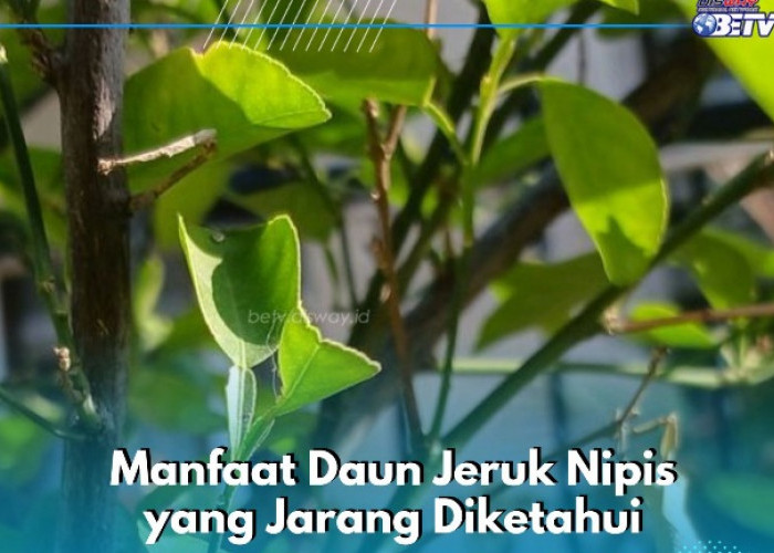 Cukup Gunakan Daun Jeruk Nipis Ini Dapat Meningkatkan Kesehatan Mulut, Cek Manfaat Lainnya