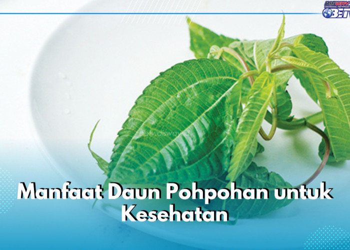 Jadi Lalapan Khas Gunung Salak, Ini 6 Manfaat Daun Pohpohan untuk Kesehatan