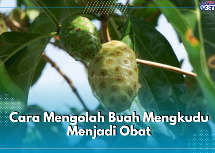 Buah Mengkudu Bisa Jadi Obat, Begini 6 Cara Mengolahnya