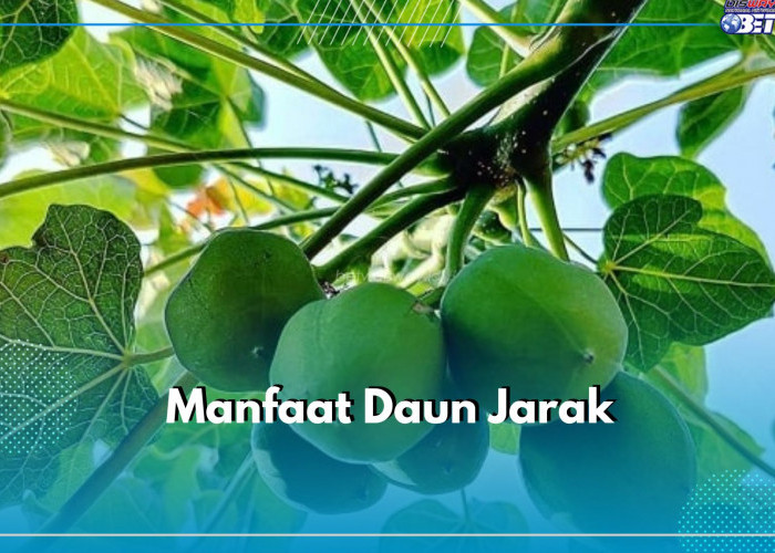 Daun Jarak Mengandung Astragalin, Bisa Mengobati Rematik dan Eksim Secara Alami, Ini 9 Manfaat Lainnya