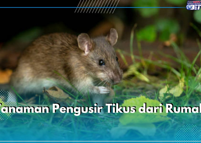 Wajib Tahu! 7 Tanaman Ini Bisa Usir Tikus dari Rumah, Salah Satunya Serai