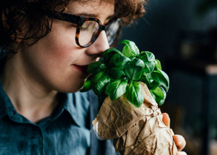 Daun Rempah dengan Segudang Nutrisi, Cek Apa Saja Manfaat Daun Basil untuk Ibu hamil di Sini