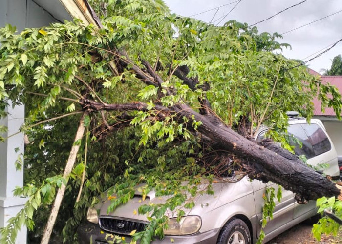 Pohon Tumbang Timpa Mobil dan Rumah Dinas Jaksa Kejati Bengkulu