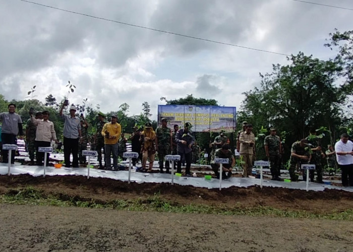 Pemkab Kepahiang Bersama TNI Tanam Demplot Kopi Robusta Kedua di Desa Babatan Bogor
