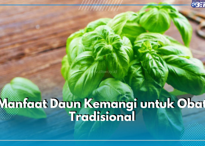 5 Manfaat Daun Kemangi untuk Obat Tradisional, Bisa Redakan Sakit Kepala hingga Turunkan Demam