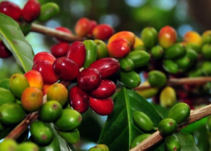 Tambahkan List Favoritmu! Ini Karakteristik dan Jenis Kopi Robusta yang Bisa Diketahui
