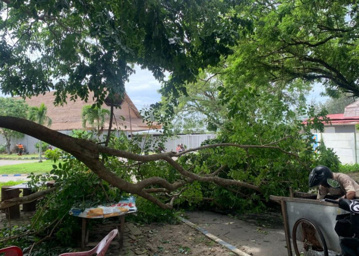 Pohon Tumbang Timpa Warung dan Pengendara Motor di Kawasan Pantai Tapak Paderi, 2 Orang Luka Ringan