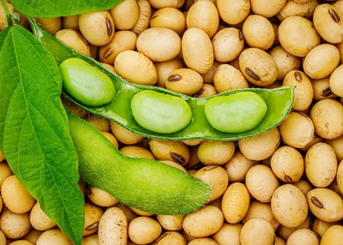 5 Manfaat Kacang Kedelai untuk Ibu Hamil, Dukung Pertumbuhan hingga Perkembangan Janin