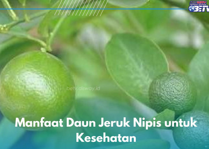 9 Manfaat Konsumsi Daun Jeruk Nipis untuk Kesehatan, Ampuh Menghilangkan Flek Hitam di Wajah