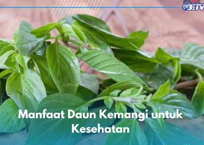 Manfaat Lain Daun Kemangi yang Jarang Diketahui, Ampuh Meredakan Peradangan