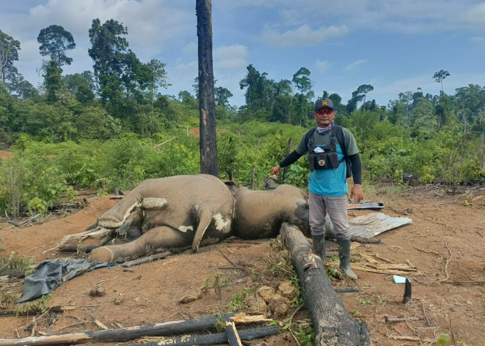 Krisis Habitat Kian Nyata, 2 Gajah Sumatera Ditemukan Mati di Hutan Mukomuko