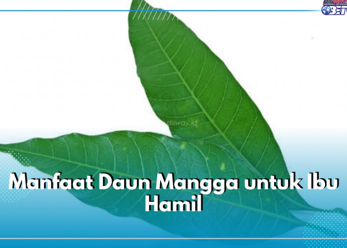 Daun Mangga Baik untuk Ibu Hamil, Ini 6 Manfaat yang Ditawarkan