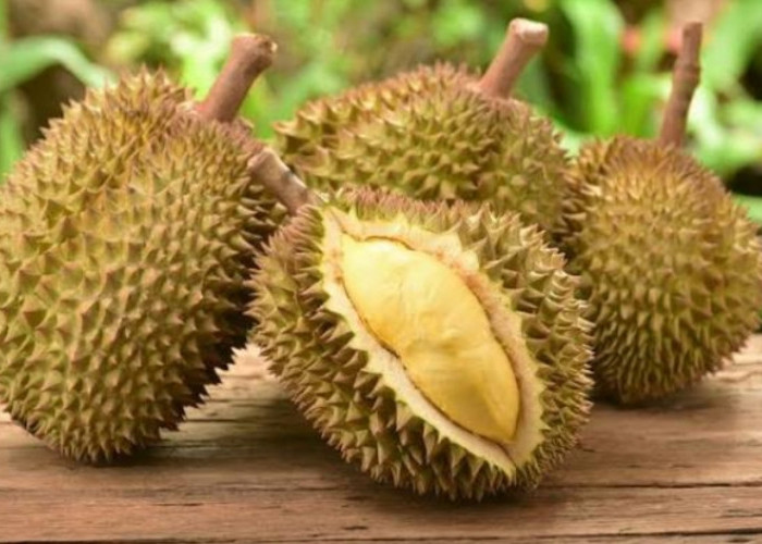 Miliki Julukan Raja Buah, Cek Disini Manfaat Durian Bagi Kesehatan Tubuh 