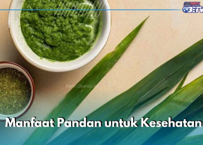 Dapat Menetralkan Racun, Temukan Manfaat Daun Pandan Lainnya di Sini