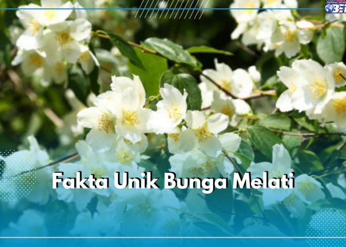 Bukan Mistis, Ini 7 Fakta Unik Bunga Melati yang Perlu Kamu Ketahui