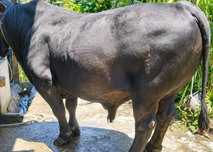 Tembus Rp102 Juta, Sapi Jumbo 1 Ton Asal Bengkulu Selatan Resmi Dipilih Jadi Kurban Presiden Prabowo