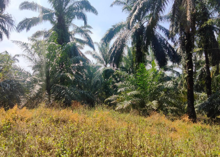 Petani Seluma Kesal, Ninja Sawit Beraksi di Tengah Harga Naik